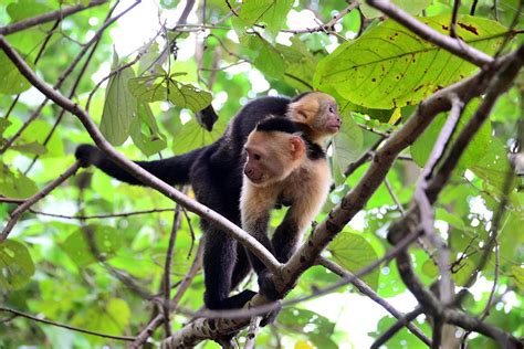 Whitehead Monkey In The Wildlife Preserve Curu Near Tambor, Peninsula ...