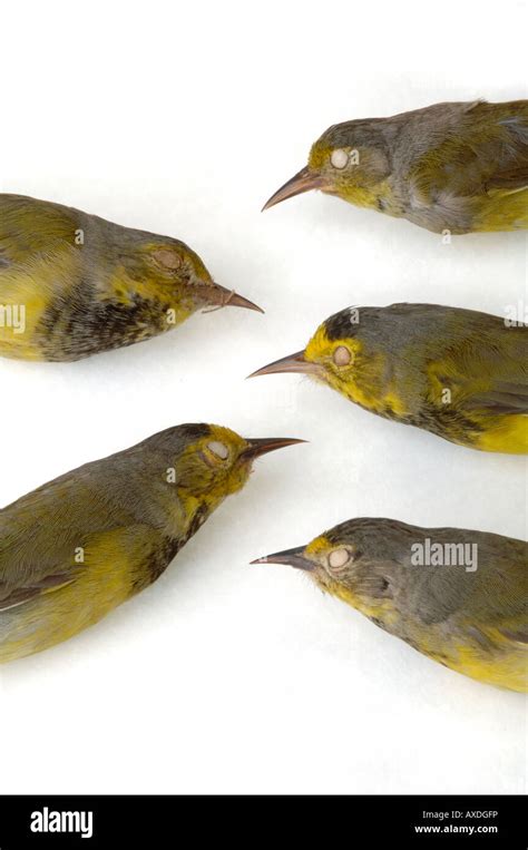 Extinct bird Vermivora bachmanii Bachmans Warbler Yale Peabody Museum collection Stock Photo - Alamy