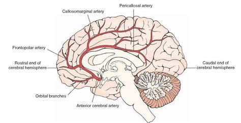 Pictures Of Anterior Cerebral ArteryHealthiack