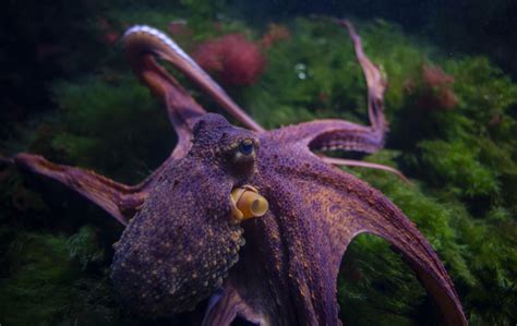 Common octopus (Octopus vulgaris) - Photo #5809 - motosha | Free Stock ...