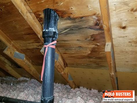 Effective Attic Mold Removal Service for a Healthy Home - Mold Busters