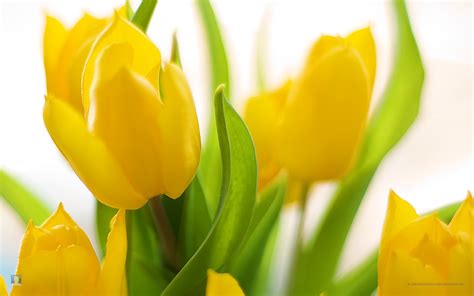 Wallpapers: Spring Flowers Background