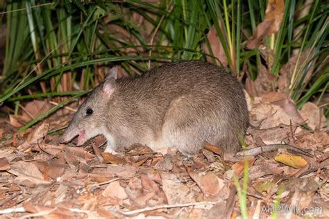 Southern Long-nosed Bandicoot – AHP Wild