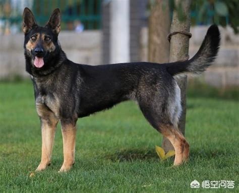 Kunming Wolfdog, Kunming Dog, Chinese Wolfdog | Razas caninas, Canas