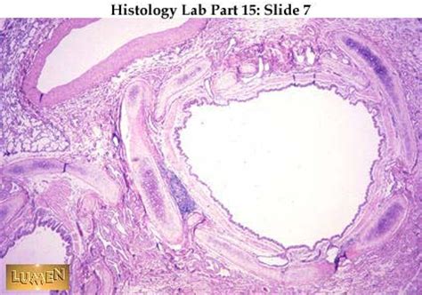 Histology Slides 1