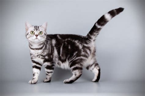 What Exactly is a White Tabby Cat?