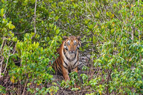 Awesome | How Likely Is It To See Tigers In Sundarbans National Park? | Royal Sundarban Tourism 2024