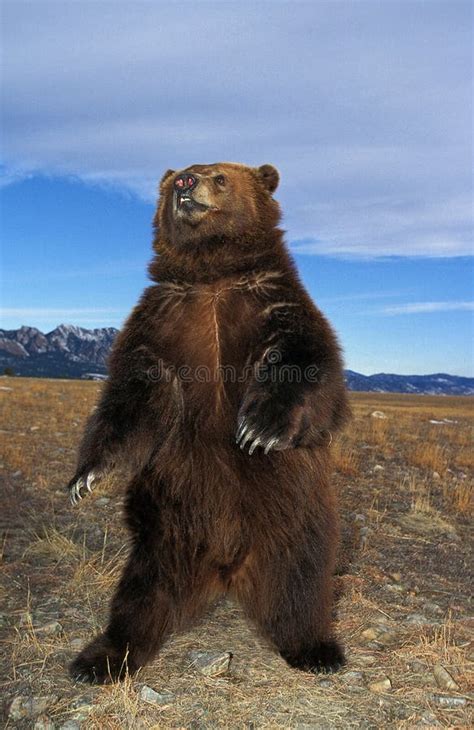 KODIAK BEAR Ursus Arctos Middendorffi, ADULT STANDING UP on HIND LEGS ...