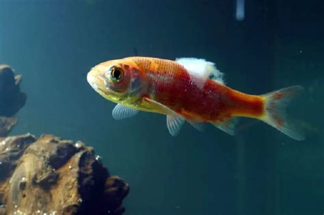 The Complete Guide to Fish Fungus | Fishkeeping World