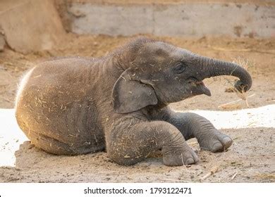 2,482 Elephant Calf Playing Images, Stock Photos & Vectors | Shutterstock