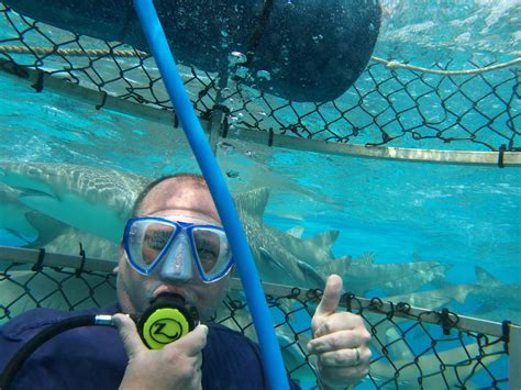 Join a Bimini Shark Dive August 10 - Shark Dive Adventures