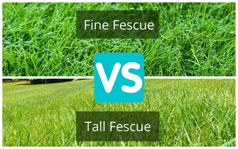 Tall Fescue vs Fine Fescue (Turf Comparison)