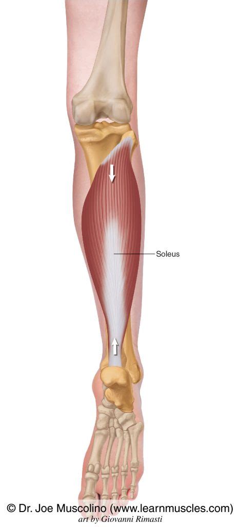 Soleus - Learn Muscles