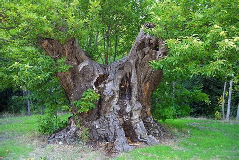 Chestnut Tree 500 Years Old Photograph by Guido Montanes Castillo