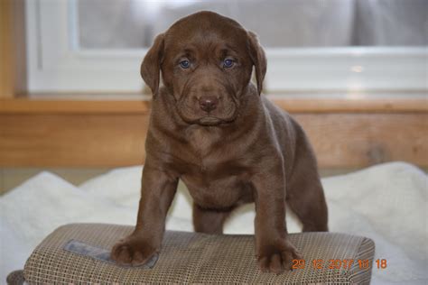 AKC Registered Chocolate Labrador Retriever Puppy For Sale Female Carr – AC Puppies LLC