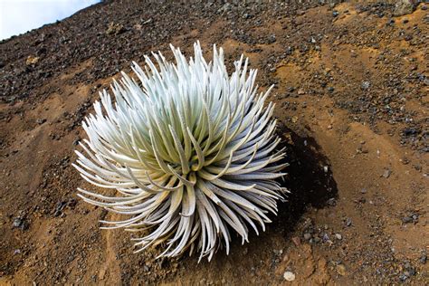 Silversword Blooming | Succulents, Bloom, Plants