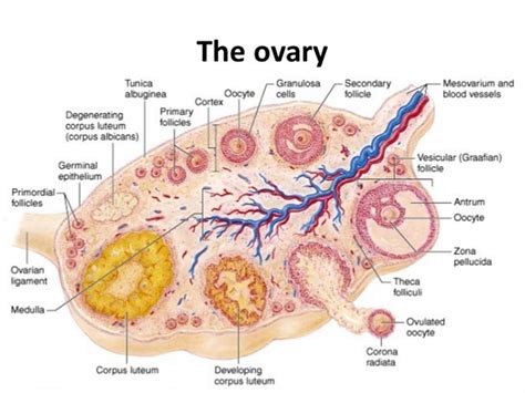 Ovaries - Function, Location, Hormones Produced. What control it?