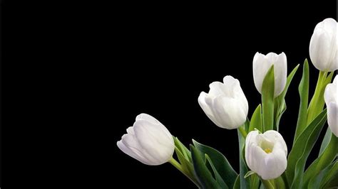 334 Background Bunga Tulip Images - MyWeb