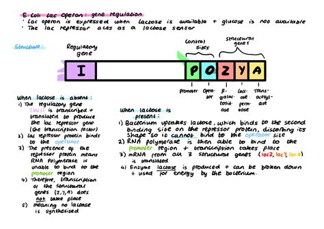 SOLUTION: Biology diagrams - Studypool