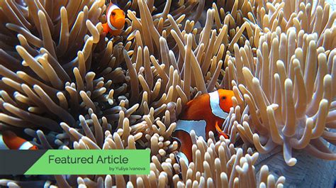 Clownfish Care Amazing Facts And Care Tips With Pictures