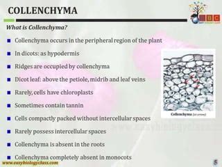 Collenchyma structure-and-classification