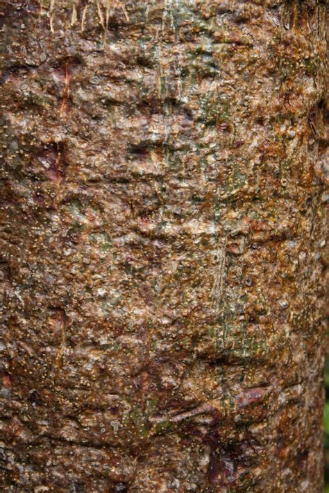 Bark of a Gumbo-Limbo Tree with Red, Brown, and Green Colors | ClipPix ETC: Educational Photos ...