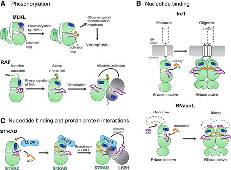 Structural Basis for the Non-catalytic Functions of Protein Kinases: Structure