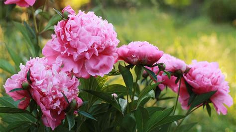 Propagating peonies: expert tips for dividing these plants | Homes ...