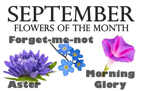 September Month Birth Flower Images on Pinterest | September flowers, Birth flower tattoos ...