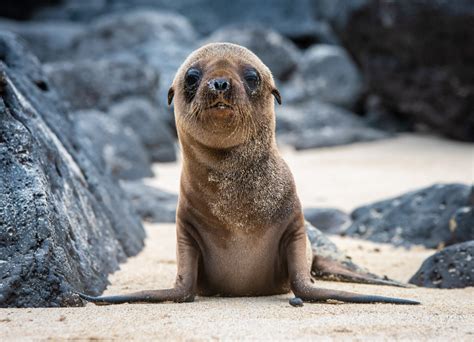 Adopt a Galapagos Sea Lion - Galapagos Conservation Trust