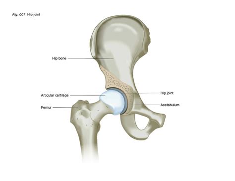 The Hip | Patient Education