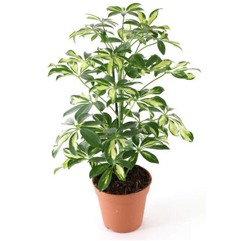 Buy Schefflera Variegated Plant online at best price on plantsguru.com