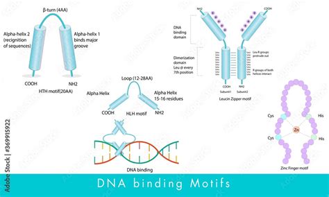 DNA binding motifs like HLH or helix loop helix motif, Helix turn helix ...