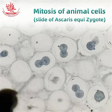 Microscope Slides Mitosis of Animal Cells Different Stages ...