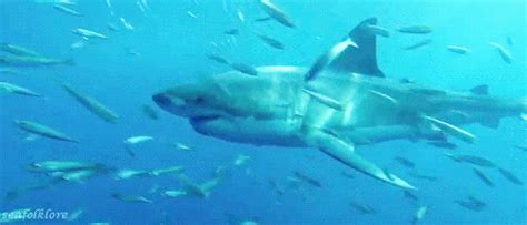 Great White Shark GIF - Find & Share on GIPHY