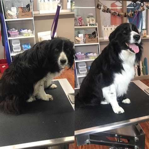 Border Collie | Pet grooming business, Pet grooming, Border collie