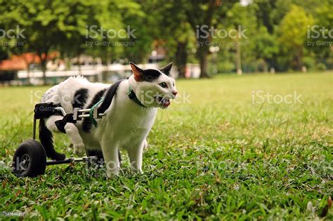 Disabled Cat In Wheelchair Stock Photo - Download Image Now - Domestic Cat, Paraplegic ...