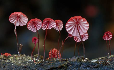 The Magical World Of Mushrooms In Macro Photography By Steve Axford | Bored Panda