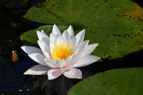 White Water Lily Nymphaea Alba Stock Image - Image of close, flower ...