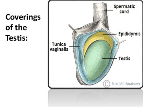 Scrotal Lymph Nodes