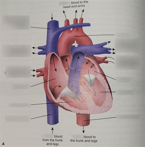 Heart Diagram Diagram | Quizlet