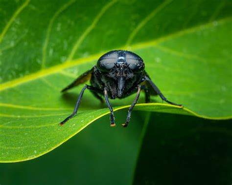 Endopterygota Photos, Download The BEST Free Endopterygota Stock Photos & HD Images