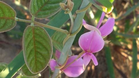 Desmodium procumbens (medicinal plant) - YouTube