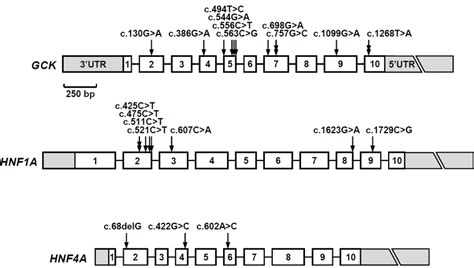 Schematic representation of the GCK, HNF1A, and HNF4A genes and ...