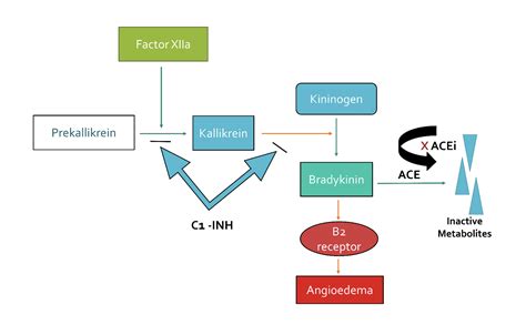 ACE Inhibitor-Induced Angioedema - EMOttawa Blog