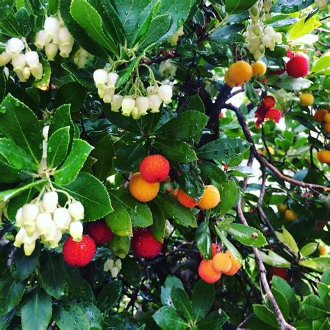 Here’s another unique fruit you can find this time of year... Strawberry Tree fruit! 😋 # ...