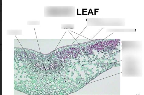 Dicot Leaf Diagram | Quizlet