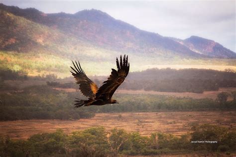 Wedge Tail Eagle soaring above the Flinders Ranges South Australia ...