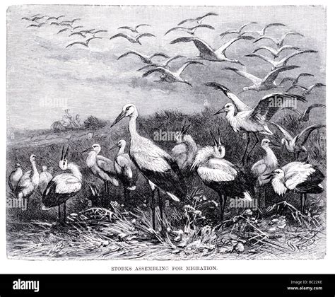 storks assembling for migration Stock Photo - Alamy