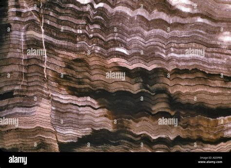 Cross Section of Petrified Wood Colorado Stock Photo - Alamy